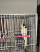 Cockatiel bird and cage